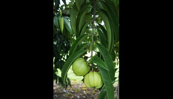 Everything You Need to Know about Garcinia Cambogia